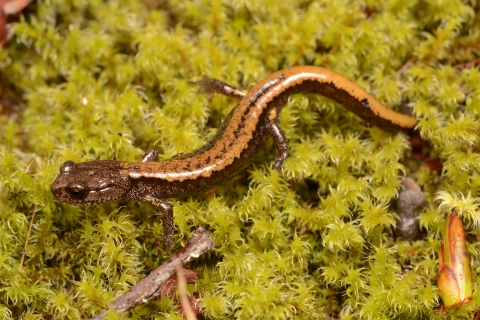 A brown salamander with copper colored stripe down it's back walking on moss