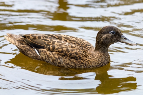 Light and dark brown duck swimming