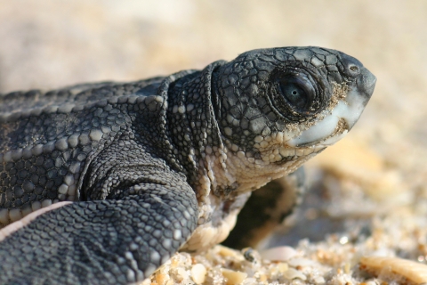 A scaly, dark-grey reptile hatchling, partially covered in sand on a beach