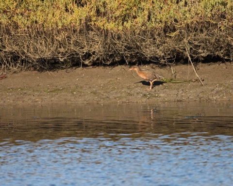 A bird on a wetland shore with rust colored breast, brown wings and a red beak