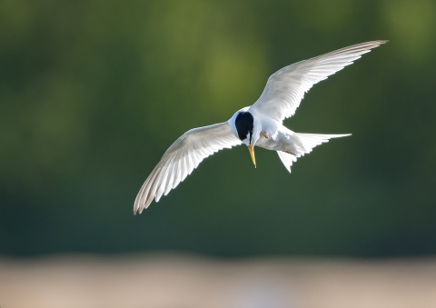 A small white bird with black head and yellow flying