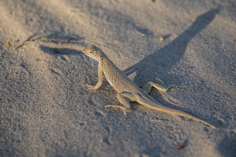 A tan colored lizard with repeating pattern that blends nicely in sand
