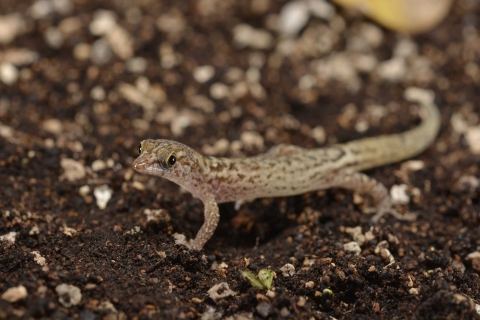 A light-colored gecko with brown spots standing on dark organic soil