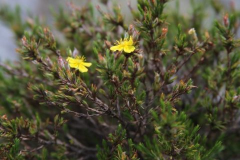 A bushy green plant with bright yellow flowers