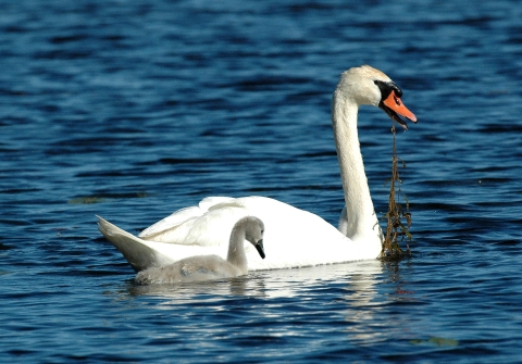 A white swan feeding on submerged aquatic vegetation