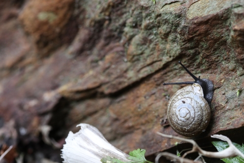 A muted grey snail with spiraled light brown shell, crawling on a rockface