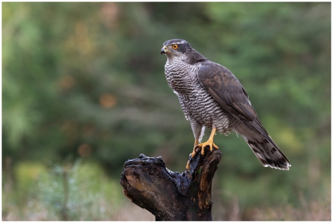 A brown hawk with yellow feet, white and brown stripes on its breast, a sharp beak and bright orange eyes