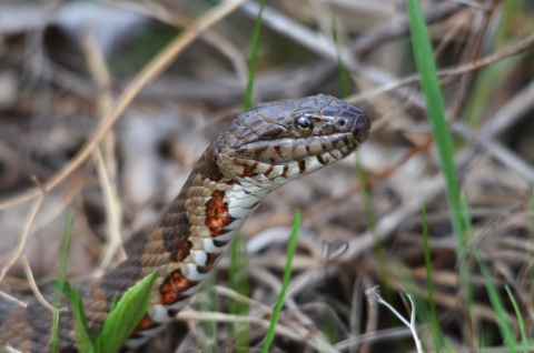 A brown, rust and dark brown colored snake with light-colored body in grass