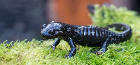 A black salamander with ribbed sides standing on green moss
