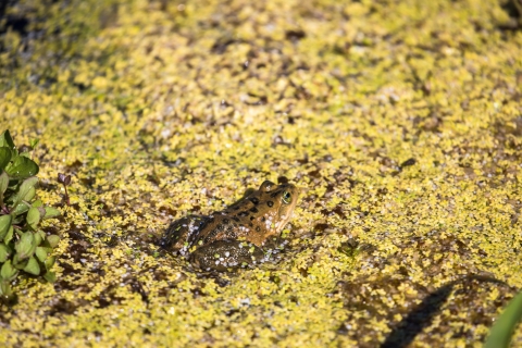 A tan-colored frog with dark spots in a pond covered with vegetation