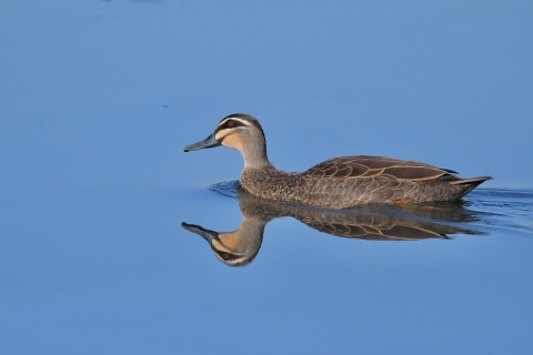 A brown and grey duck swimming in blue water