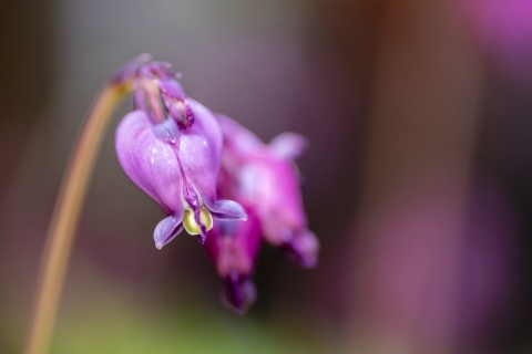A group of three bright purple flower hanging down from a brown stem