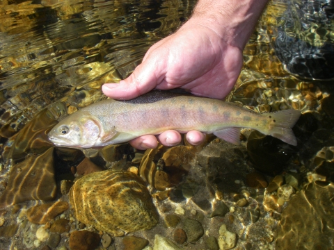 A small fish in hand with rose coloring on it's side along with dark blue spots