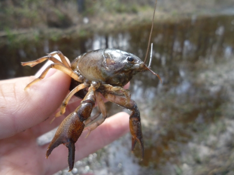 A brown crayfish in hand with small pincers and long antennae