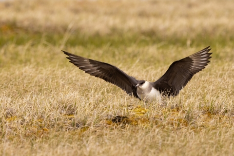 A white-breasted bird with dark grey wings outstretched while standing on the ground