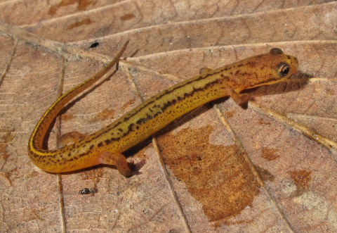 A yellow/orange salamander with two lines of spots down its back standing on a leaf