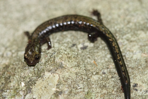 A dark brown salamander with gold spots down it's back