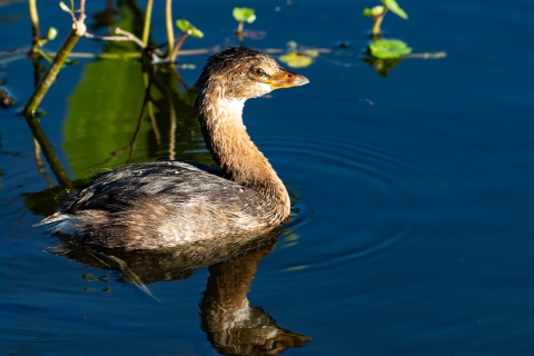 A black and brown bird swimming next to emergent vegetation