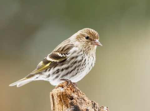 A tan, white and yellow bird on a tree stump