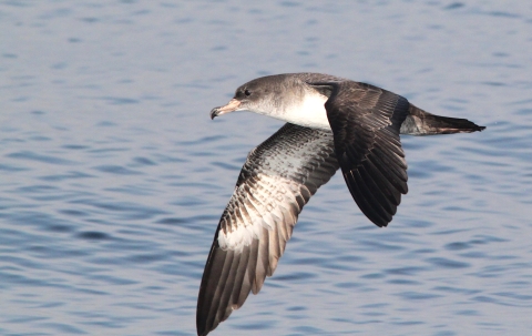 A black grey and white bird flying low over the water