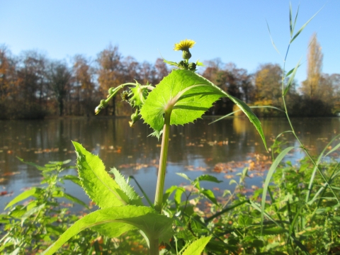 A bright green wetland plant with small yellow flower