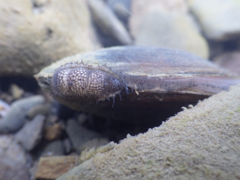A purple mussel with tan algae and a small opening filtering food out of the water