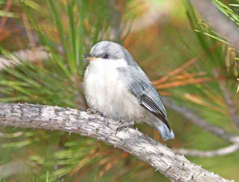 A light grey/blue bird with black feathers in it's wings on a branch