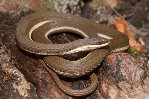 A brown snake with cream colored belly, coiled on a log