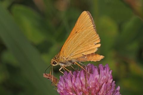 A tan/orange moth perched on a purple flower