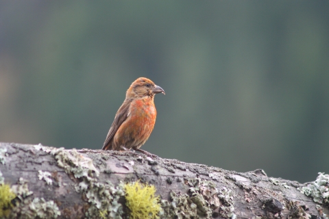 A red bird with dark red/brown beak and wings