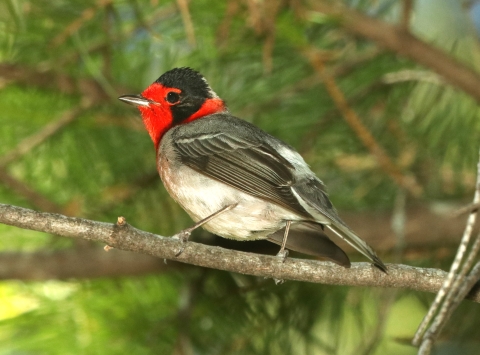 A black bird with white breast and bright red face