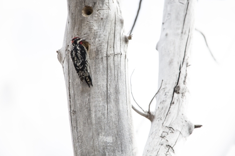 A woodpecker on a white tree in winter; the bird is black with white spots and bright red markings around its head and neck