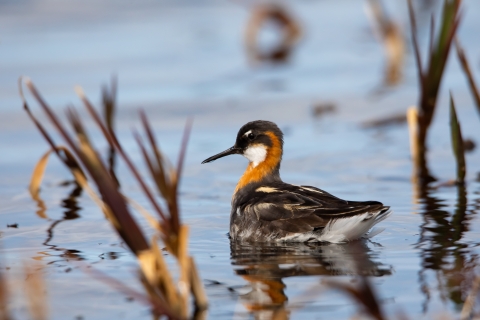 A black and white bird with black beak and rusty brown colored neck swimming among emergent vegetation