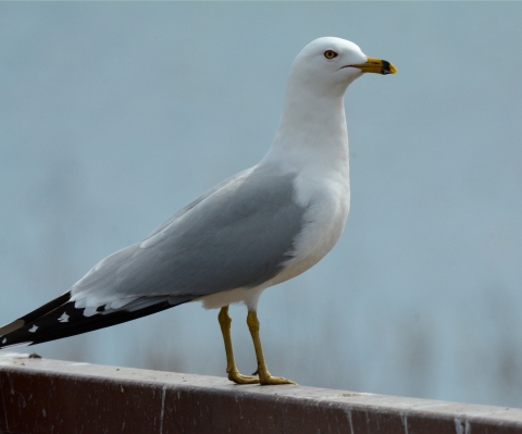 A gull with white head and breast, light grey wings and black tail, and a black ring around it's yellow beak