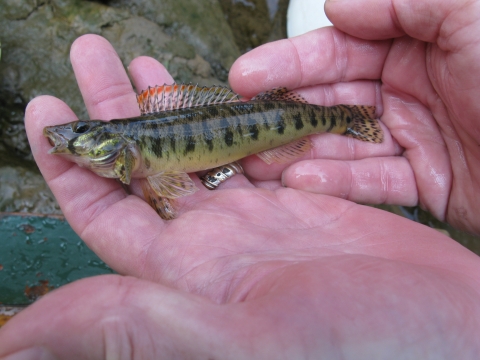A small fish in hand with brown stripes along it's side and red markings on it's dorsal fin