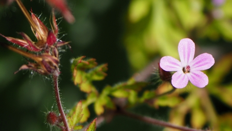 A bright pink flower