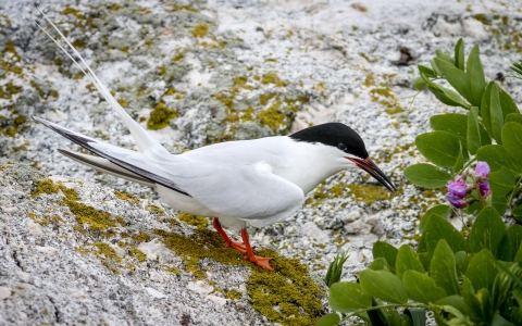 A small white bird with light grey wings, orange legs and a black cap
