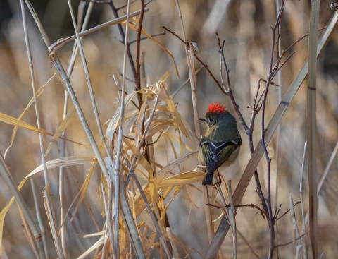 A grey and tan bird with bright red feathers on its head