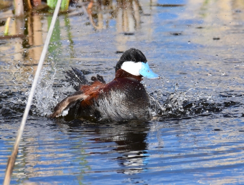 A mahogany colored duck with a sky blue beak splashing in the water