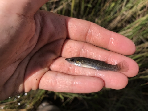 A narry dark grey fish with white belly in hand in front of a salt marsh