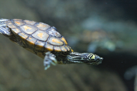 A turtle with a yellow splotch above it's eye swimming underwater