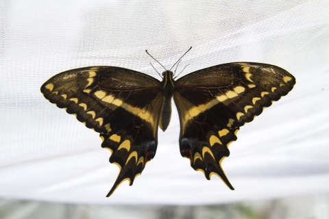 A black butterfly with yellow patches on it's wings