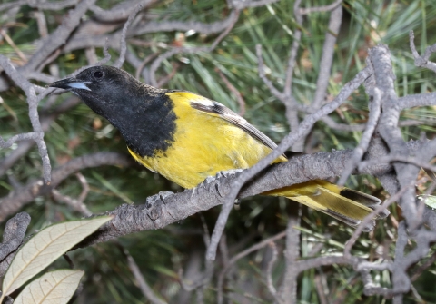 A black bird with yellow breast perched in a tree