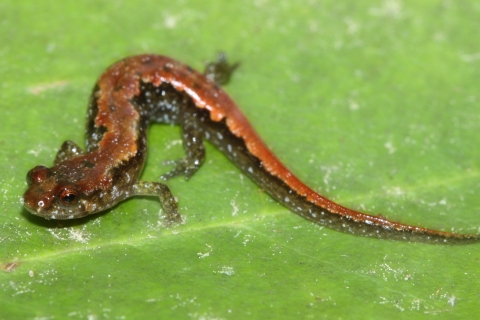 A salamander with rust/brown stripe down it's back and dark brown sides