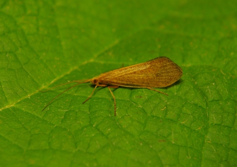 A small yellow/brown bug with long antennae and wings