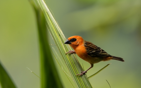 A small bird with orange head and breast, brown wings, a black beak and black feathers around it's eye on a tropical branch