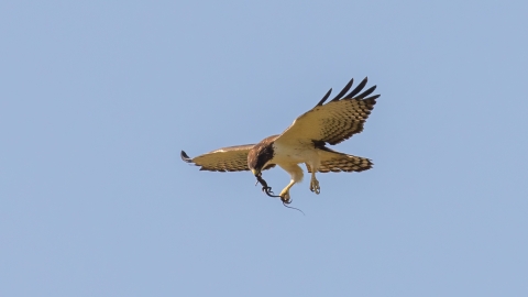 A white-breasted hawk flying with a skink in it's mouth