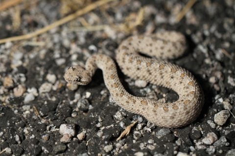 A light tan snake with circular orange spots and a triangular head on dark, organic soil