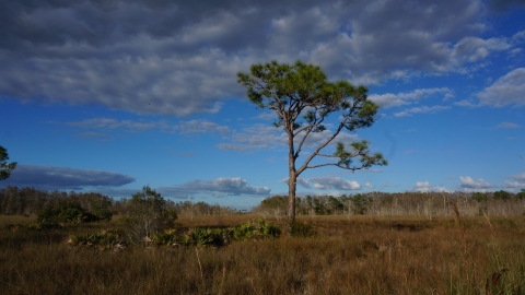A single, tall pine tree in a grassy prairie