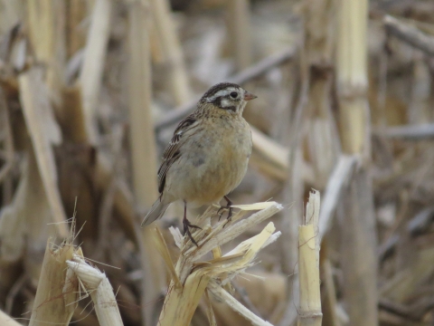 A brown and tan bird standing on a harvested crop